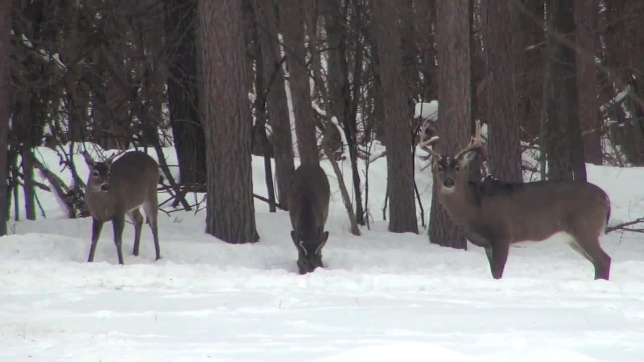 3 Bucks Standing in the Snow Eating
