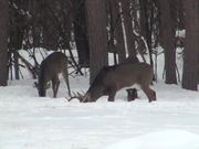 3 Bucks Standing in the Snow Eating