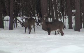 3 Bucks Standing in the Snow Eating - Animals - VIDEOTIME.COM