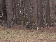 3 Legged Deer Limps - Lost Leg Due to Hunters - Animals - Y8.COM