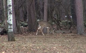 3 Legged Deer Walks Through Forest Limping - Animals - VIDEOTIME.COM