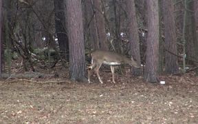 3 Legged Deer Walks Through Forest Limping - Animals - Videotime.com