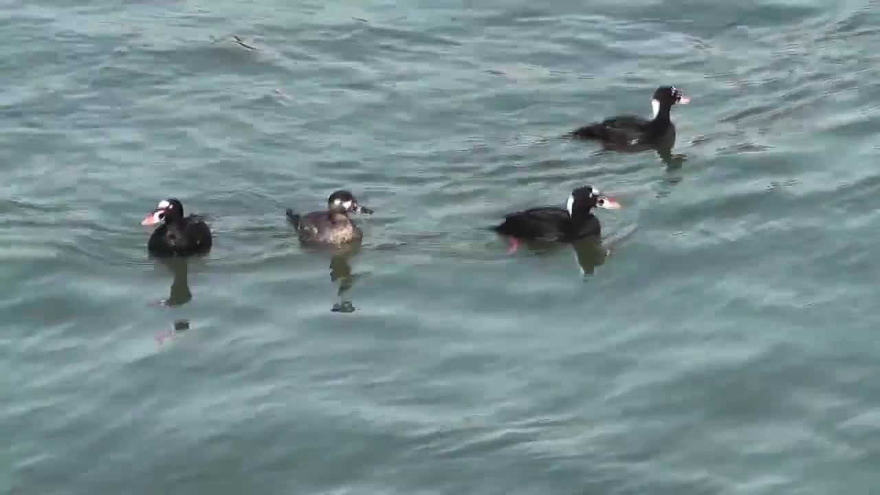 4 Ducks Floating on Water Alaska Mohr Productions
