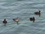 4 Ducks Floating on Water Alaska Mohr Productions