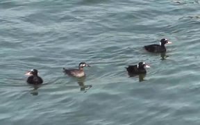 4 Ducks Floating on Water Alaska Mohr Productions - Animals - VIDEOTIME.COM