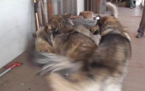 3 Rescue Wolf Dogs Mix Playing LARC3 - Animals - Videotime.com