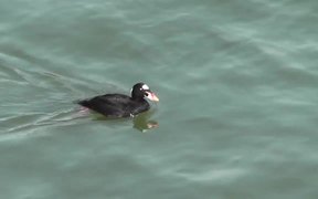 4 Ducks Swim By Alaska Mohr Productions - Animals - VIDEOTIME.COM