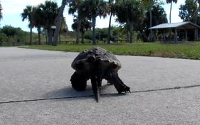 Cute Turtle Walking - Animals - Videotime.com