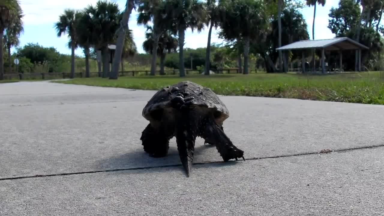 Cute Turtle Walking