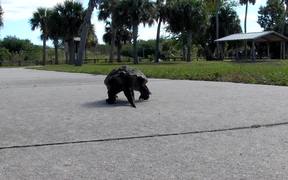 Cute Turtle Walking - Animals - VIDEOTIME.COM