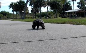 Cute Turtle Walking - Animals - VIDEOTIME.COM