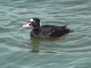 Black Duck with Orange Bill Swimming