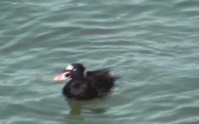 Black Duck with Orange Bill Swimming - Animals - VIDEOTIME.COM