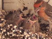 Baby Birds In Nest Fed By Father-Eating Close Up