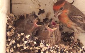 Baby Birds In Nest Fed By Father-Eating Close Up - Animals - VIDEOTIME.COM