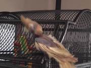 Bobby Bird Bouncing Dancing Featherless LARC 081