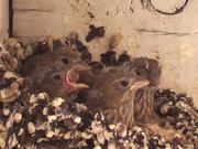 Baby Birds In Nest Fed By Father-Eating Close Up
