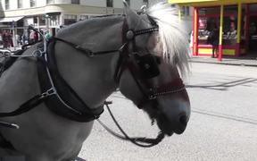 Carriage Horse Tourism Alaska Mohr Productions - Animals - VIDEOTIME.COM