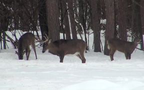 Buck Stands in the Snow Eating with 2 Deer - Animals - VIDEOTIME.COM
