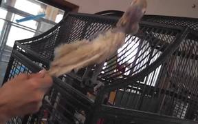Bobby Bird Bouncing Dancing Featherless LARC 081 - Animals - VIDEOTIME.COM