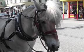 Carriage Horse Tourism Alaska Mohr Productions - Animals - VIDEOTIME.COM