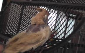 Bobby Bird Bouncing Dancing Featherless LARC 081 - Animals - VIDEOTIME.COM