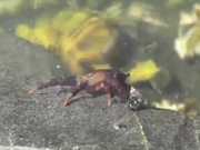 Crab Walking Under Water Pond Alaska