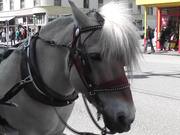 Carriage Horse Tourism Alaska Mohr Productions