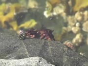 Crab Walking Under Water Pond Alaska