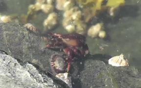 Crab Walking Under Water Pond Alaska - Animals - VIDEOTIME.COM