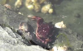 Crab Walking Under Water Pond Alaska - Animals - VIDEOTIME.COM