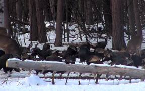 Dozens of Turkeys Eating and Pecking in the Snow - Animals - VIDEOTIME.COM