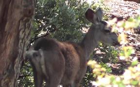 Deer From Behind Eating Leaves Julian - Animals - VIDEOTIME.COM