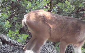Deer Eating Leaves Julian - Animals - VIDEOTIME.COM