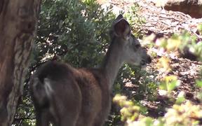 Deer From Behind Eating Leaves Julian - Animals - VIDEOTIME.COM
