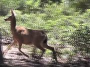 Deer Running on Hill Julian