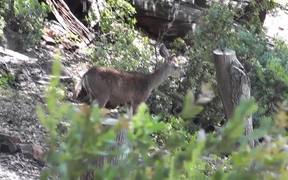Deer Standing in Distance Julian - Animals - VIDEOTIME.COM