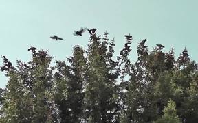 Dozens Black Birds Cover Tree Tops Alaska - Animals - VIDEOTIME.COM