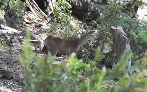 Deer Standing in Distance Julian - Animals - VIDEOTIME.COM