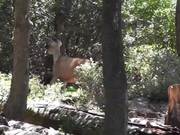 Deer Running on Hill Julian