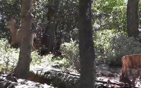 Deer Running on Hill Julian - Animals - VIDEOTIME.COM