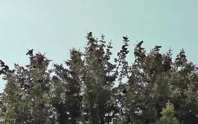 Dozens Black Birds Cover Tree Tops Alaska - Animals - VIDEOTIME.COM