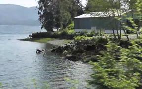 Drive By Birds In Water Alaska - Animals - VIDEOTIME.COM