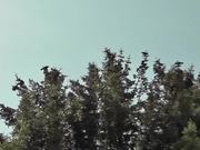 Dozens of Birds Cover Tree Alaska