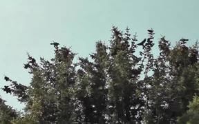 Dozens of Birds Cover Tree Alaska - Animals - VIDEOTIME.COM