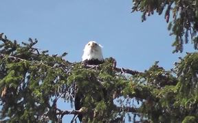 Eagle in Tree 2 Alaska - Animals - VIDEOTIME.COM