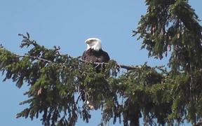 Eagle in Tree Medium Alaska - Animals - VIDEOTIME.COM