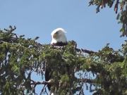 Eagle in Tree 2 Alaska