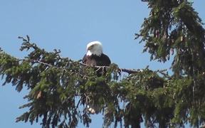 Eagle in Tree Medium Alaska - Animals - VIDEOTIME.COM