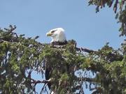 Eagle in Tree 2 Alaska - Animals - Y8.COM
